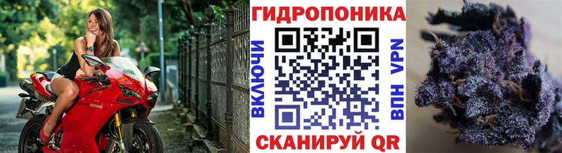 Купить где  Тайга  Бошки Шишки конопля 